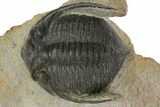 Zlichovaspis Trilobite - Morocco #137283-2